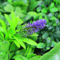 Best selling landscaping synthetic green wall for decoration